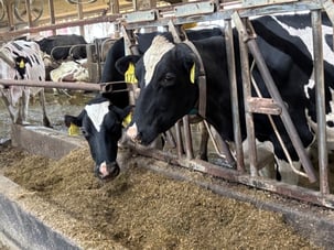 2026 Manning Dairy_Cows2