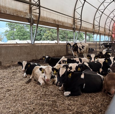 2026 Manning Dairy_Cows2X