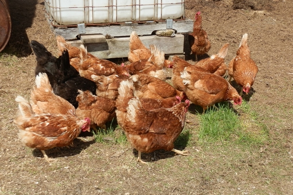 honest-to-goodness-farm-chickens