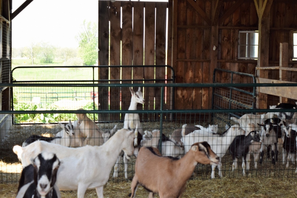 80-goats